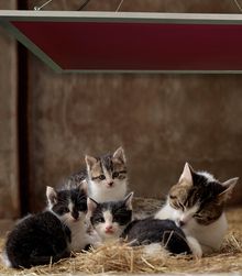 Die neue Tierheizung sorgt mit Strahlungswärme für Behaglichkeit und gesundes Wachstum in den ersten Lebenswochen. - Quelle: UdiAnima