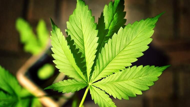 Die Bundesregierung will laut Koalitionsvertrag die kontrollierte Abgabe von Marihuana für den Freizeitkonsum an Erwachs