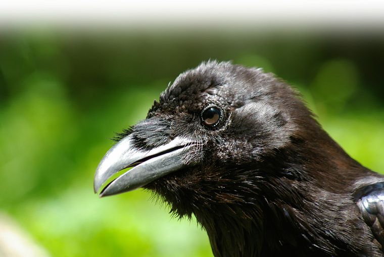 Community am Beispiel der Kolkraben